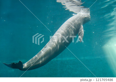 スナメリ スナメリ 121705486