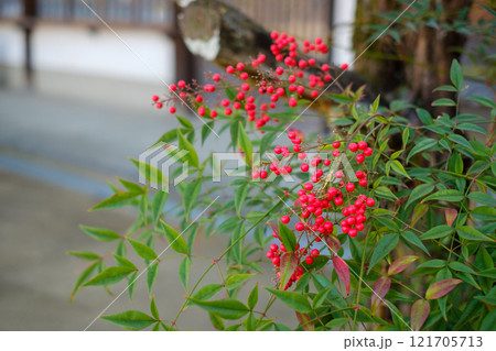 南天の実 121705713