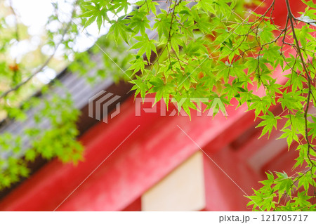 緑のもみじと神社の建物 緑のもみじと神社の建物 121705717