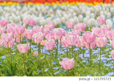 ピンクのチューリップとネモフィラの花畑 ピンクのチューリップとネモフィラの花畑 121705725