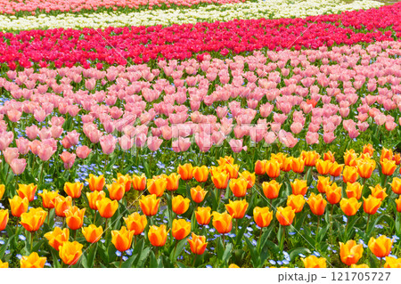 カラフルなチューリップ畑 121705727