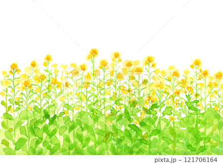 手描き水彩の菜の花背景 121706164