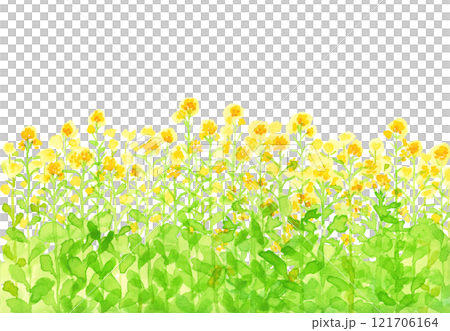 手描き水彩の菜の花背景 121706164