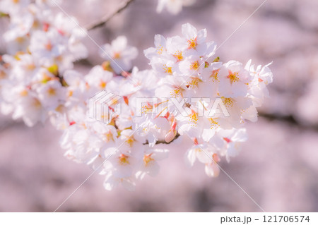桜(ソフトフォーカス) 桜(ソフトフォーカス) 121706574