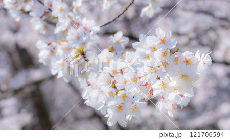 桜(ソフトフォーカス) 桜(ソフトフォーカス) 121706594