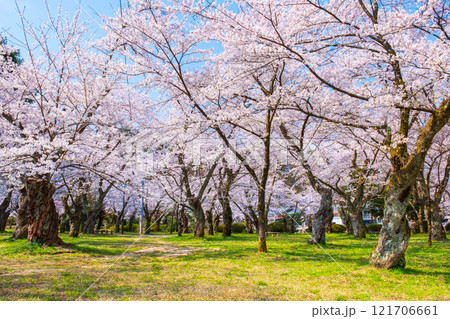 村松公園の桜 121706661