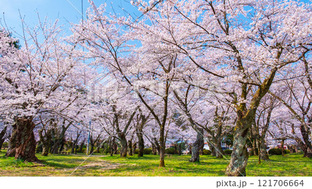 村松公園の桜 121706664