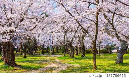 村松公園の桜 121706666