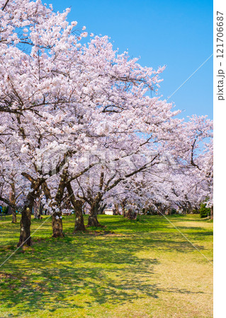 村松公園の桜 121706687