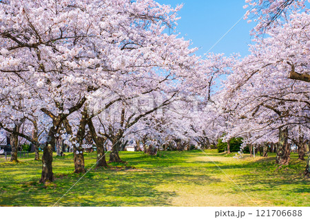 村松公園の桜 121706688