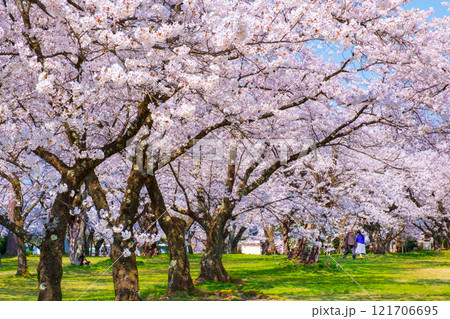 村松公園の桜 村松公園の桜 121706695