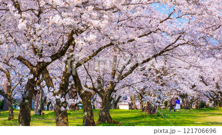 村松公園の桜 121706696