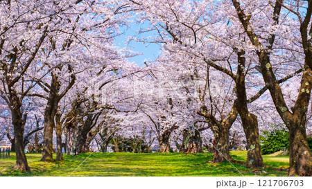 村松公園の桜 村松公園の桜 121706703