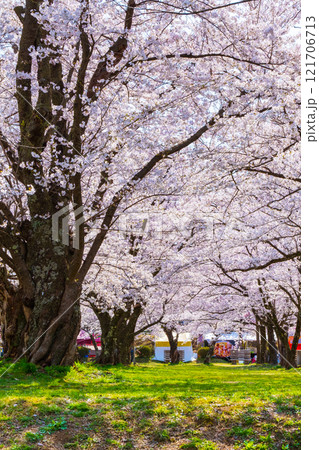村松公園の桜 村松公園の桜 121706713