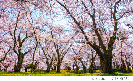 村松公園の桜 121706720
