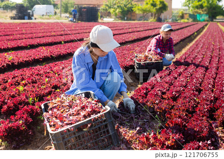 Female farm worker gathering harvest of organic red lettuce 121706755