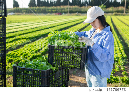 Girl stacking crates full of green lettuce 121706778