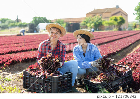 Portrait of two farm workers holding boxes with freshly picked organic red lettuce during harvest on field 121706842