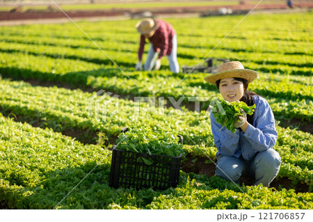 Smiling girl gardener harvesting lettuce on field 121706857