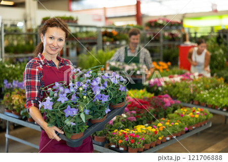 Saleswoman holds in hands pallet with flowering climbing clematis, plants for decorating garden Saleswoman holds in hands pallet with flowering climbing clematis, plants for decorating garden 121706888