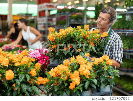 Middle-aged salesman holding crossandra in flower-pots in plants market 121707095