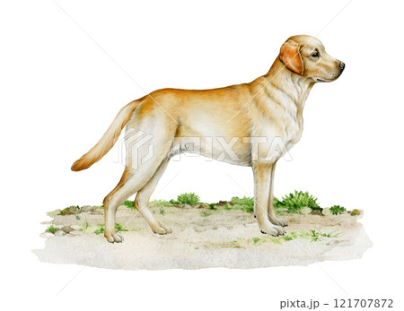Golden labrador retriever dog standing on the ground illustration. Realistic detailed cute doggy on white background. Perfect for pet-themed designs, animal decor and gifts for dog lovers Golden labrador retriever dog standing on the ground illustration. Realistic detailed cute doggy on white background. Perfect for pet-themed designs, animal decor and gifts for dog lovers 121707872