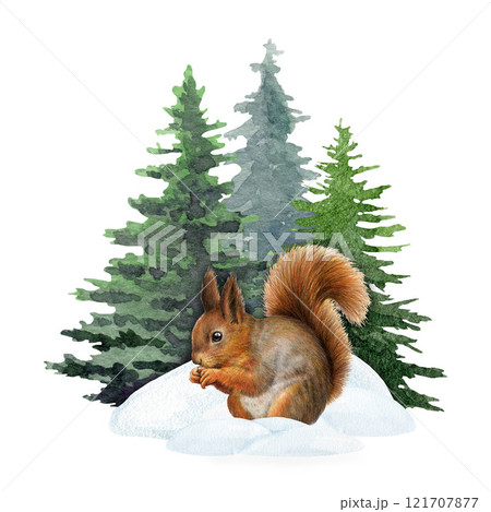 Cute little squirrel in snow piles in front of fir tree background. Hand drawn winter mood illustration. Winter season wildlife nature scene. Funny squirrel under conifer trees on white background Cute little squirrel in snow piles in front of fir tree background. Hand drawn winter mood illustration. Winter season wildlife nature scene. Funny squirrel under conifer trees on white background 121707877