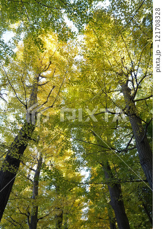 大田黒公園の紅葉 121708328