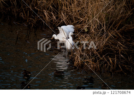 信濃川・やすらぎ堤の小鷺(こさぎ) 121708674