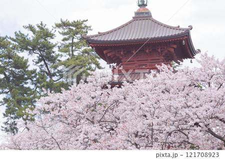 【日本】千葉県市川市の法華経寺の満開の桜に囲まれた灯籠 121708923