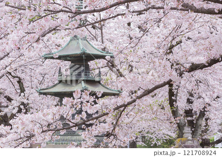 【日本】千葉県市川市の法華経寺の満開の桜に囲まれた灯籠 【日本】千葉県市川市の法華経寺の満開の桜に囲まれた灯籠 121708924