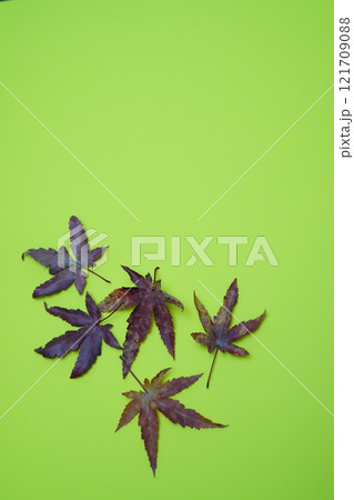 紅葉の葉 121709088