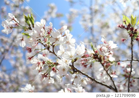 空に向く 空に向く 121709090