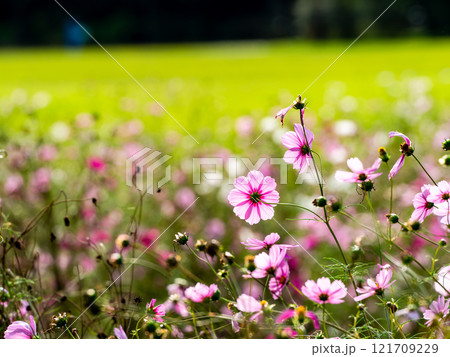 秋の陽ざしを浴びてカラフルに咲く満開のコスモス 121709229