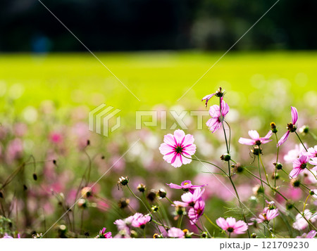 秋の陽ざしを浴びてカラフルに咲く満開のコスモス 秋の陽ざしを浴びてカラフルに咲く満開のコスモス 121709230