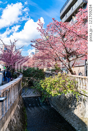 【静岡県】熱海の街に綺麗に咲く熱海桜 121709284