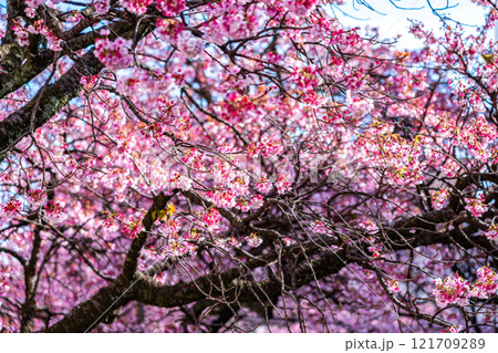 【静岡県】熱海の街に綺麗に咲く熱海桜 【静岡県】熱海の街に綺麗に咲く熱海桜 121709289