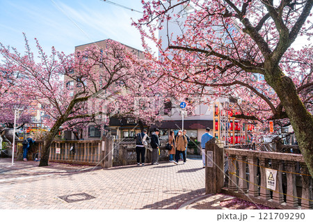 【静岡県】熱海の街に綺麗に咲く熱海桜 【静岡県】熱海の街に綺麗に咲く熱海桜 121709290