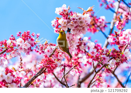 【静岡県】熱海に咲く熱海桜で休むメジロ 【静岡県】熱海に咲く熱海桜で休むメジロ 121709292