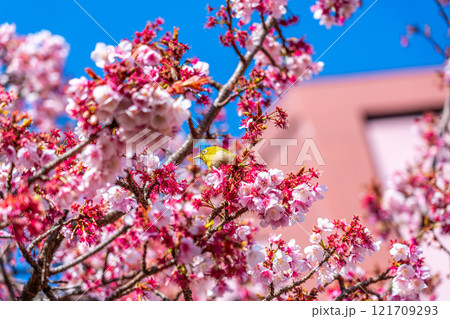 【静岡県】熱海に咲く熱海桜で休むメジロ 【静岡県】熱海に咲く熱海桜で休むメジロ 121709293
