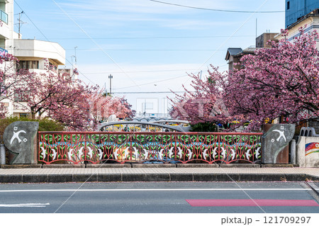 【静岡県】熱海の街に綺麗に咲く熱海桜 121709297