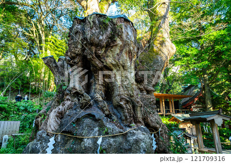 【静岡県】熱海市の来宮神社にある天然記念物の大楠 121709316
