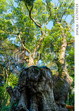 【静岡県】熱海市の来宮神社にある天然記念物の大楠 121709319