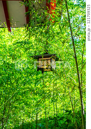【静岡県】熱海市にある来宮神社の爽やかな竹林 121709325