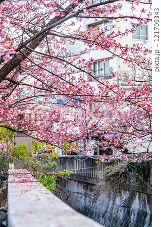 【静岡県】熱海の街に綺麗に咲く熱海桜 121709343