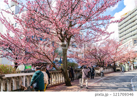 【静岡県】熱海の街に綺麗に咲く熱海桜 【静岡県】熱海の街に綺麗に咲く熱海桜 121709346