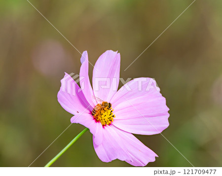 秋の陽ざしを浴びてカラフルに咲く満開のコスモスとミツバチ 121709477