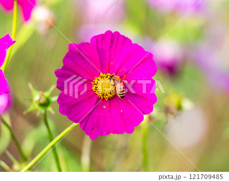 秋の陽ざしを浴びてカラフルに咲く満開のコスモスとミツバチ 121709485