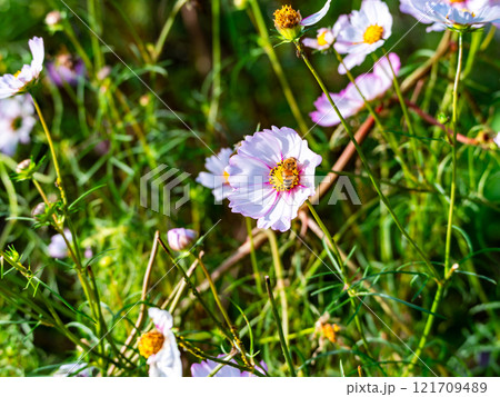 秋の陽ざしを浴びてカラフルに咲く満開のコスモスとミツバチ 121709489