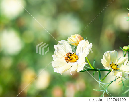 秋の陽ざしを浴びてカラフルに咲く満開のコスモスとミツバチ 121709490